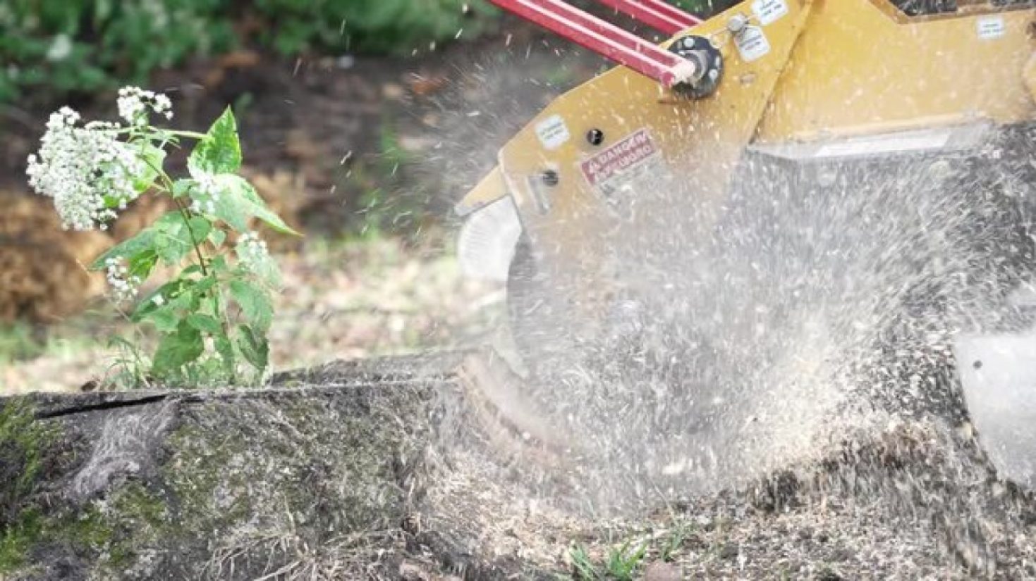 Same Day Stump Removal product screenshot